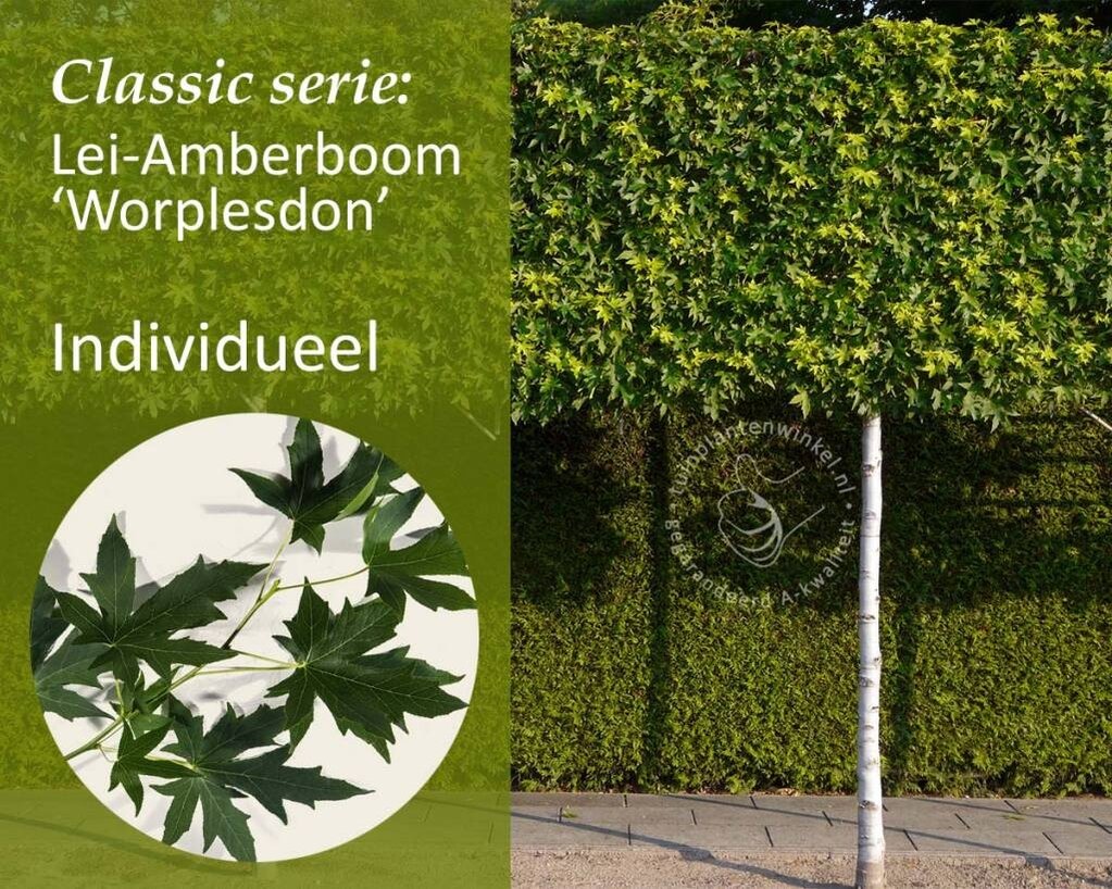 Lei-Amberboom - Classic - individueel - geen extra's