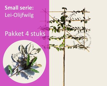 Lei-Olijfwilg - Small - pakket 4 stuks + EXTRA'S!