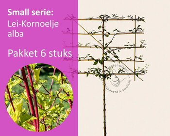 Lei-Kornoelje alba - Small - pakket 6 stuks + EXTRA'S!