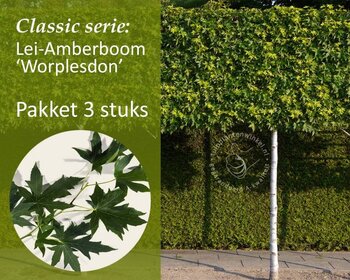 Lei-Amberboom - Classic - pakket 3 stuks + EXTRA'S!