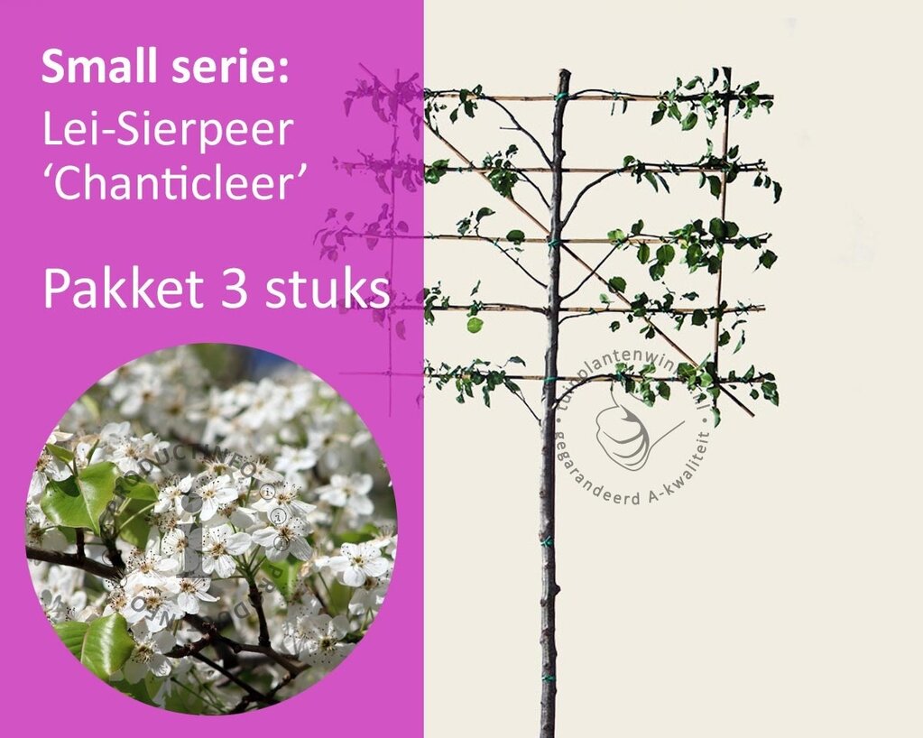 Lei-Sierpeer 'Chanticleer' - Small - pakket 3 stuks + EXTRA'S!