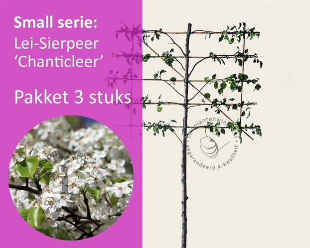Lei-Sierpeer 'Chanticleer' - Small - pakket 3 stuks + EXTRA'S!