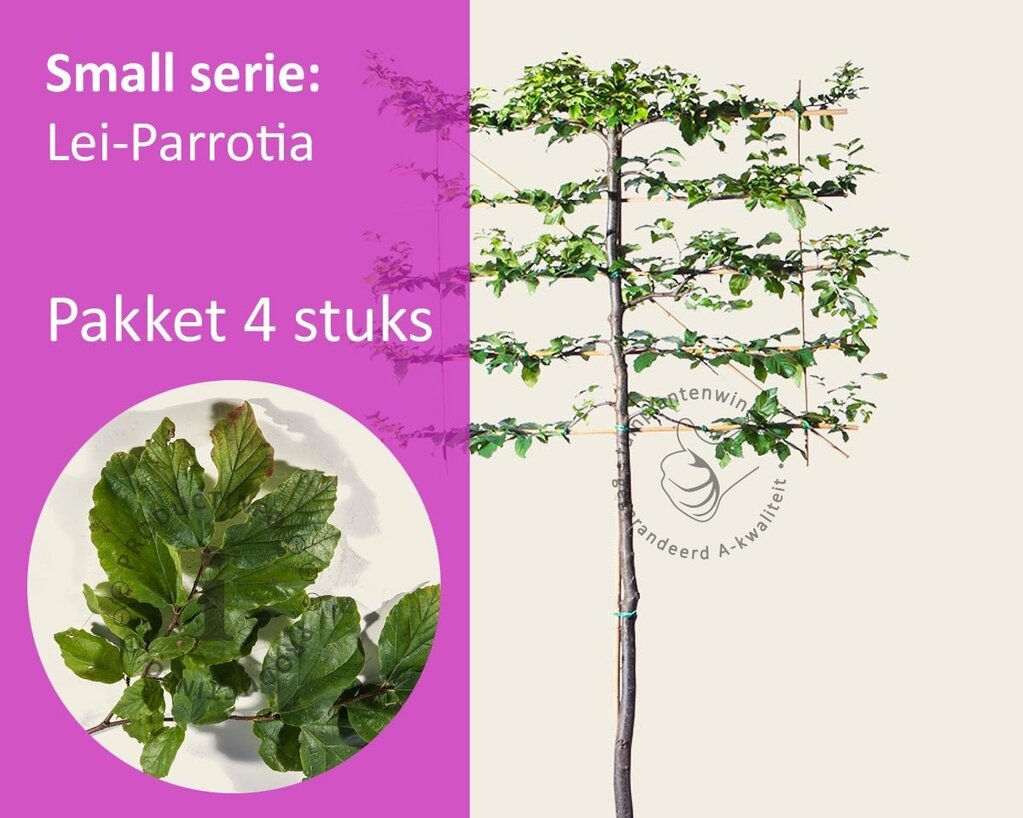 Lei-Parrotia - Small - pakket 4 stuks + EXTRA'S!