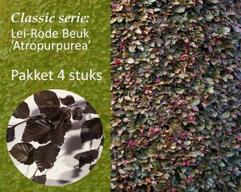 Lei-Rode Beuk - Classic - pakket 4 stuks + EXTRA'S!