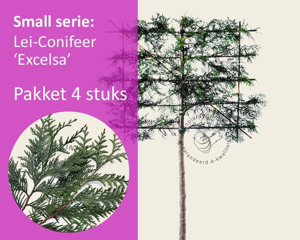 Lei-Conifeer 'Excelsa' - Small - pakket 4 stuks + EXTRA'S!