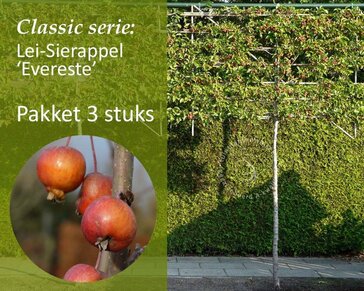 Lei-Sierappel 'Evereste' - Classic - pakket 3 stuks + EXTRA'S!