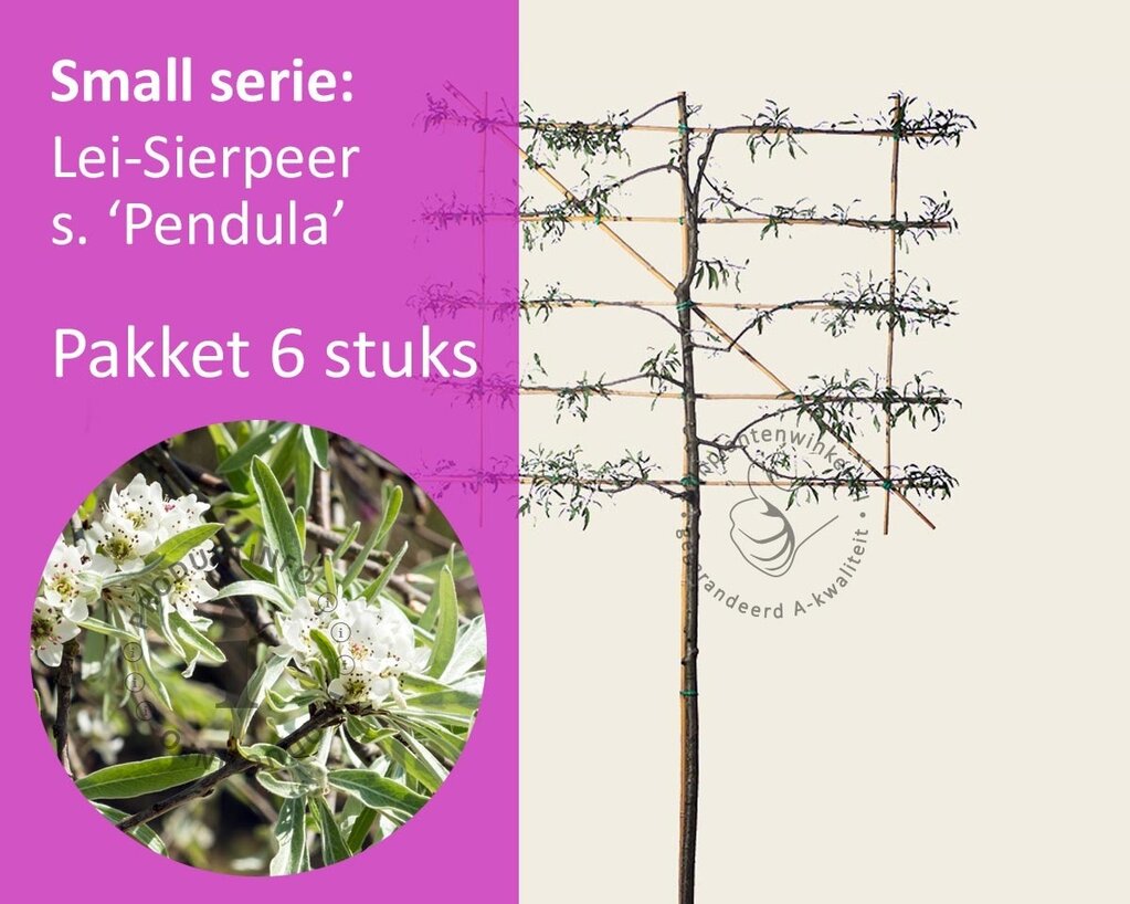 Lei-Sierpeer salicifolia 'Pendula' - Small - pakket 6 stuks + EXTRA'S!