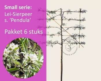 Lei-Sierpeer salicifolia 'Pendula' - Small - pakket 6 stuks + EXTRA'S!