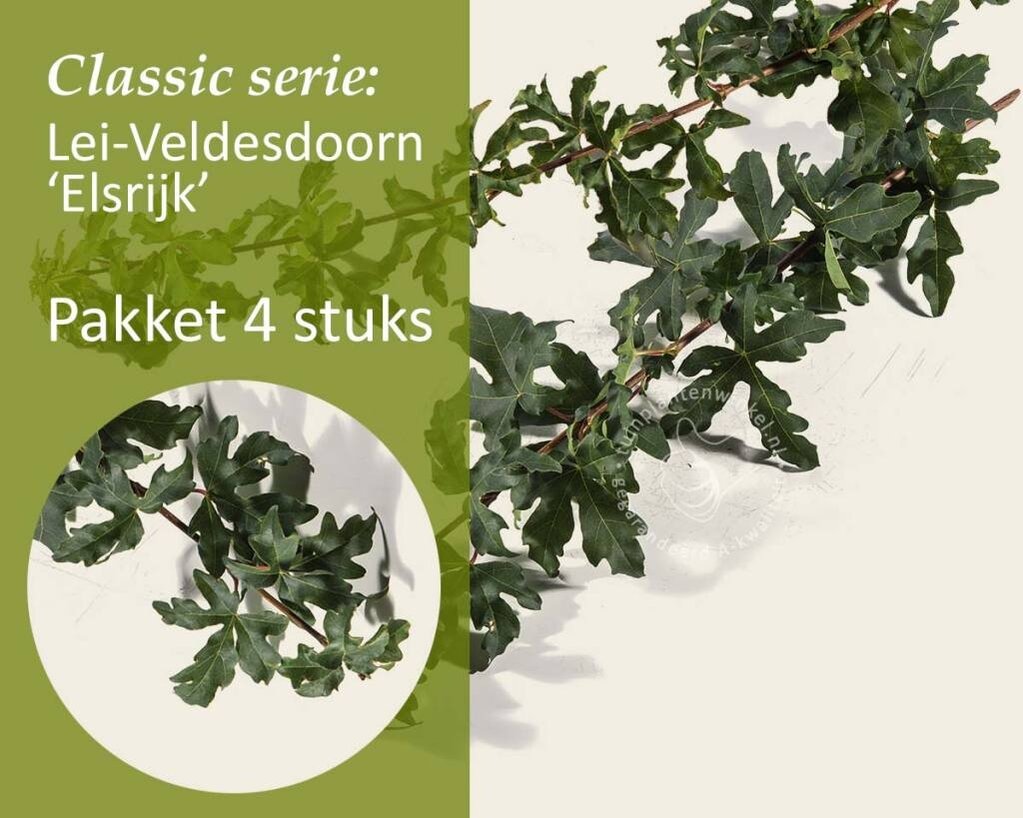Lei-Veldesdoorn - Classic - pakket 4 stuks + EXTRA'S!