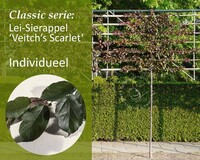 Lei-Sierappel 'Veitch's Scarlet' - Classic - individueel geen extra's