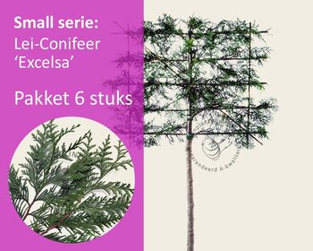 Lei-Conifeer 'Excelsa' - Small - pakket 6 stuks + EXTRA'S!