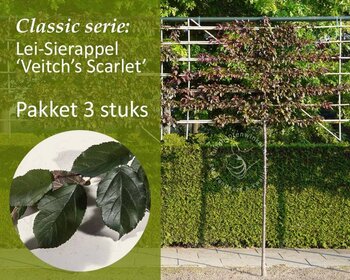 Lei-Sierappel 'Veitch's Scarlet' - Classic - pakket 3 stuks + EXTRA'S!