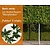 Lei-Amberboom - Basic - pakket 5 stuks + EXTRA'S!