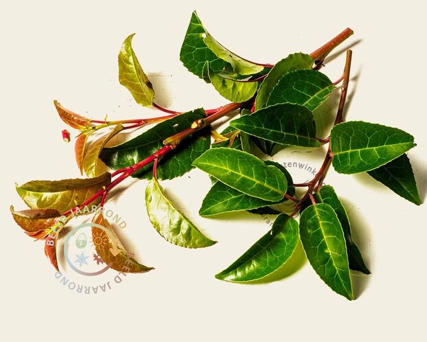 Lei-Laurier lusitanica 'Tico' - Small - pakket 5 stuks + EXTRA'S!