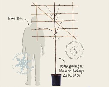 Lei-Peer 'Conference' - Small - individueel geen extra's