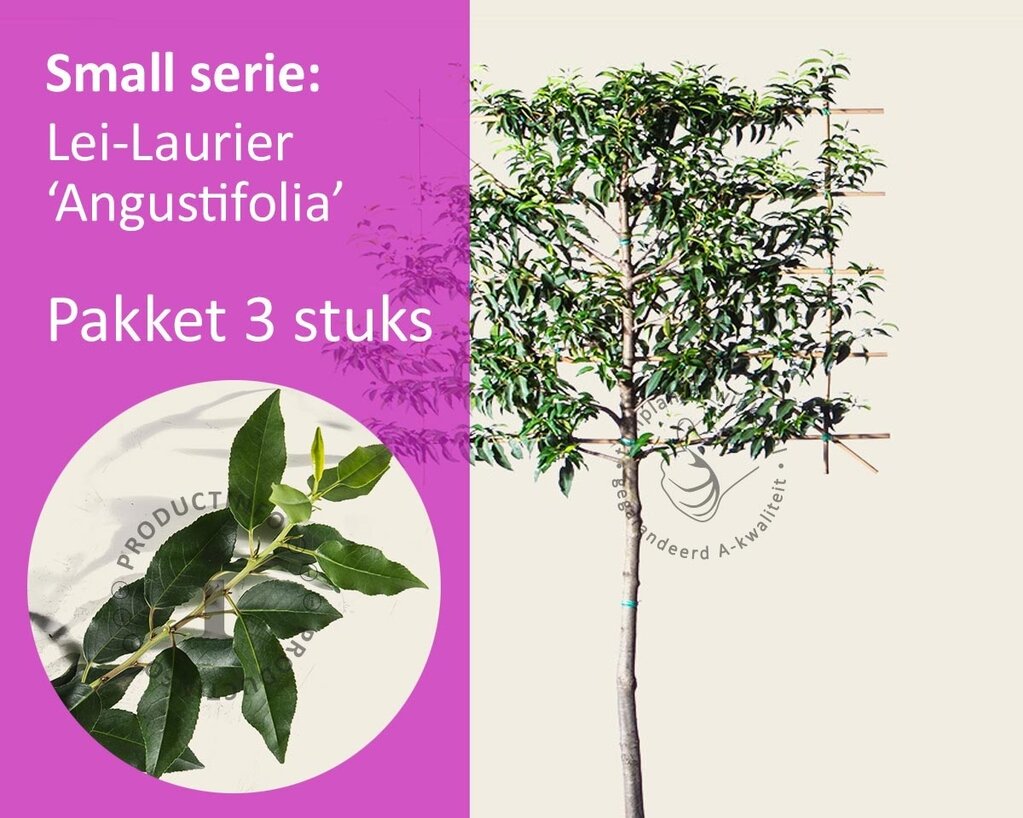 Lei-Laurier lusitanica 'Angustifolia' - Small - pakket 3 stuks + EXTRA'S!