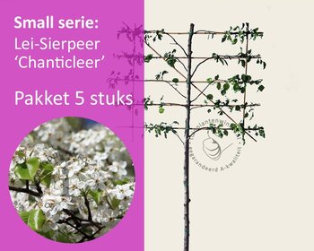 Lei-Sierpeer 'Chanticleer' - Small - pakket 5 stuks + EXTRA'S!