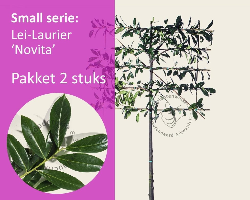 Lei-Laurier 'Novita' - Small - pakket 2 stuks + EXTRA'S!