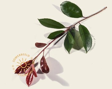 Lei-Photinia - Small - individueel geen extra's