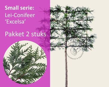 Lei-Conifeer 'Excelsa' - Small - pakket 2 stuks + EXTRA'S!