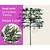 Lei-Conifeer 'Excelsa' - Small - pakket 2 stuks + EXTRA'S!