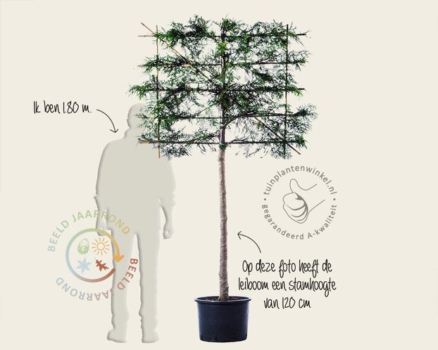 Lei-Conifeer 'Excelsa' - Small - pakket 2 stuks + EXTRA'S!