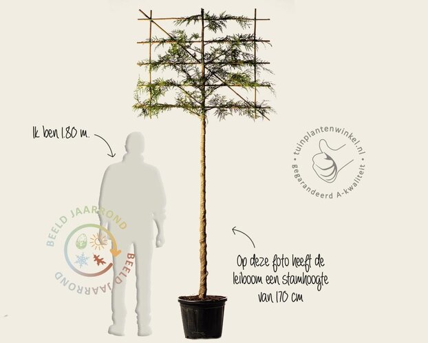 Lei-Conifeer 'Excelsa' - Small - pakket 2 stuks + EXTRA'S!