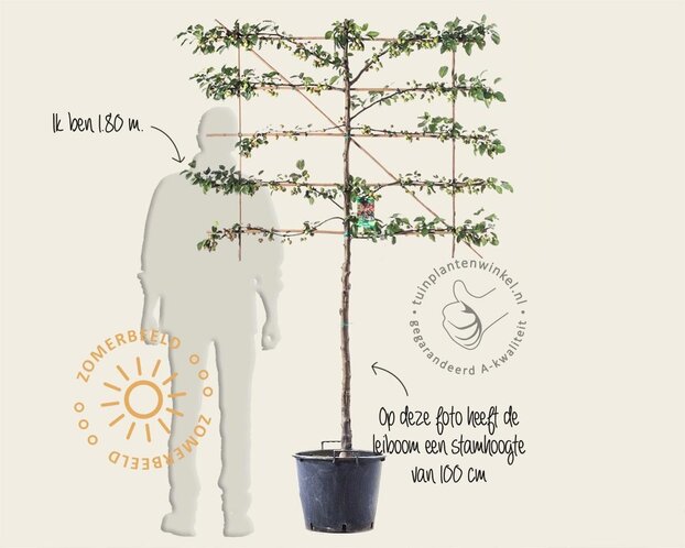 Lei-Sierappel 'Evereste' - Small - pakket 6 stuks + EXTRA'S!