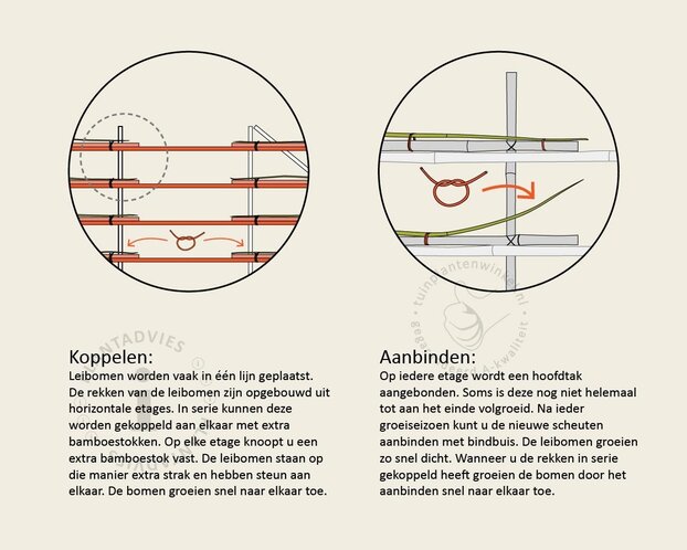 Lei-Sierappel 'Evereste' - Small - pakket 6 stuks + EXTRA'S!