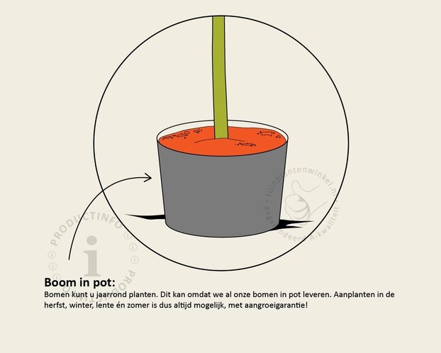 Lei-Sierappel 'Evereste' - Small - pakket 6 stuks + EXTRA'S!