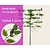 Lei-Haagbeuk - Small - pakket 5 stuks + EXTRA'S!