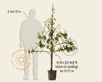 Pyrus communis 'Doyenne du Comice' - lei-vorm image