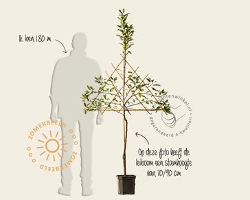 Malus domestica 'Elstar' - lei-vorm
