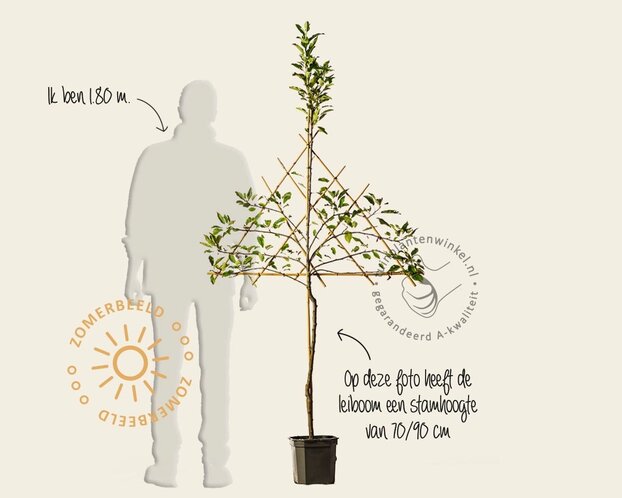 Malus domestica 'Elstar' - lei-vorm