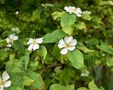 Mespilus germanica