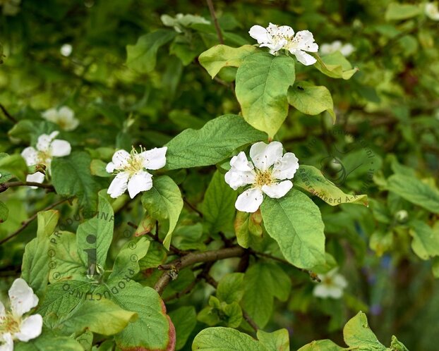 Mespilus germanica