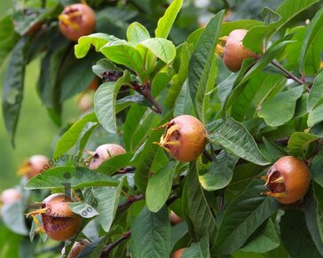 Mespilus germanica