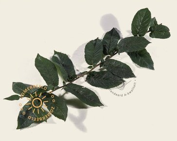 Mespilus germanica