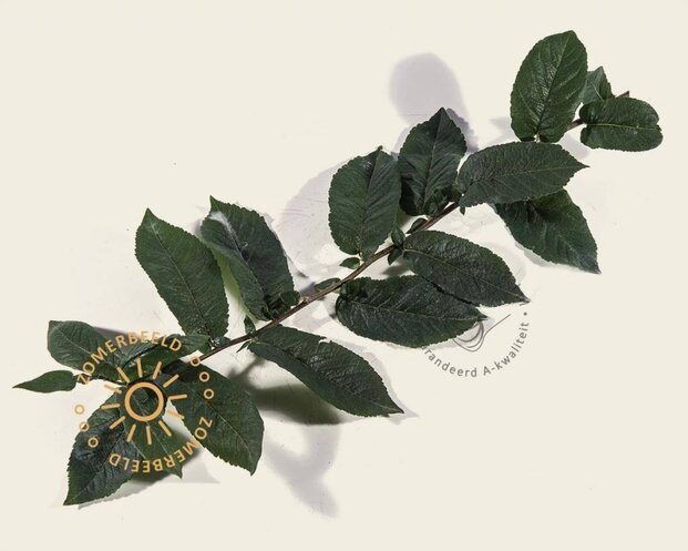Mespilus germanica