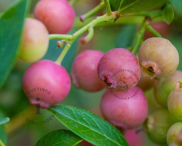 Vaccinium corymbosum 'Pink Lemonade'