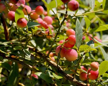 Vaccinium corymbosum 'Pink Lemonade'