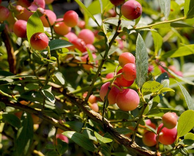 Vaccinium corymbosum 'Pink Lemonade'