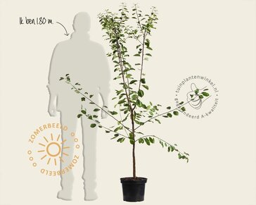 Prunus domestica 'Ontario' - laagstam