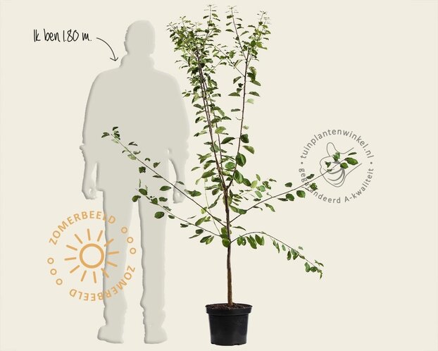 Prunus domestica 'Ontario' - laagstam