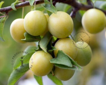 Prunus domestica 'Ontario' - laagstam