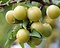 Prunus domestica 'Ontario' - laagstam Foto 3