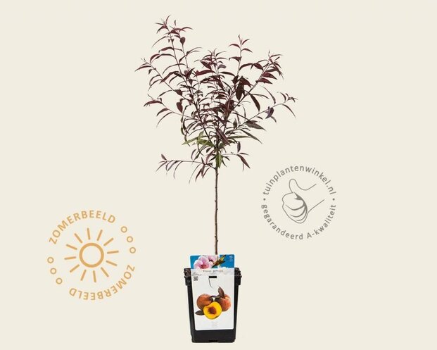 Prunus persica 'Rubira' - mini