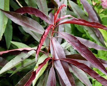 Prunus persica 'Rubira' - mini