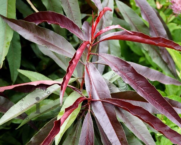 Prunus persica 'Rubira' - mini