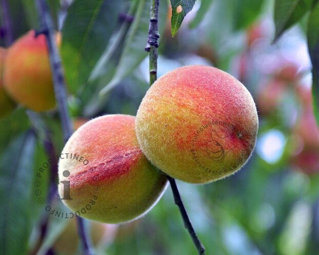 Prunus persica 'Rubira' - mini